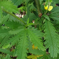 Potentilla recta var. sulphurea